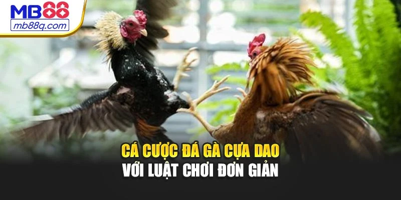 Cá cược đá gà cựa dao với luật chơi đơn giản