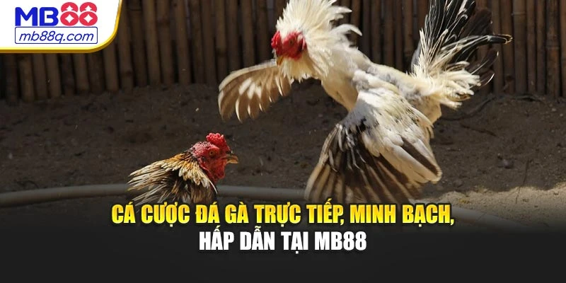 Cá cược đá gà trực tiếp, minh bạch, hấp dẫn tại MB88