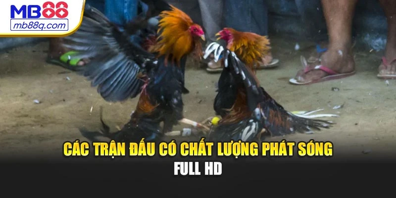 Các trận đấu có chất lượng phát sóng full HD