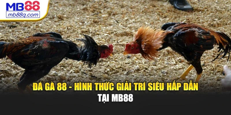 Đá Gà 88 - Hình Thức Giải Trí Siêu Hấp Dẫn Tại MB88