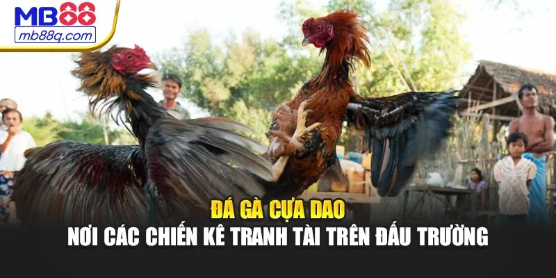 Đá Gà Cựa Dao - Nơi Các Chiến Kê Tranh Tài Trên Đấu Trường