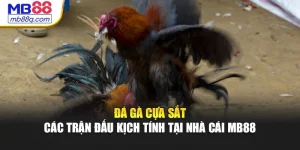 Đá Gà Cựa Sắt - Các Trận Đấu Kịch Tính Tại Nhà Cái MB88