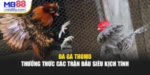 Đá Gà Thomo - Thưởng Thức Các Trận Đấu Siêu Kịch Tính