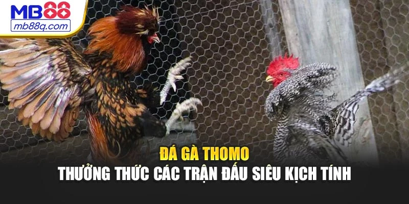 Đá Gà Thomo - Thưởng Thức Các Trận Đấu Siêu Kịch Tính