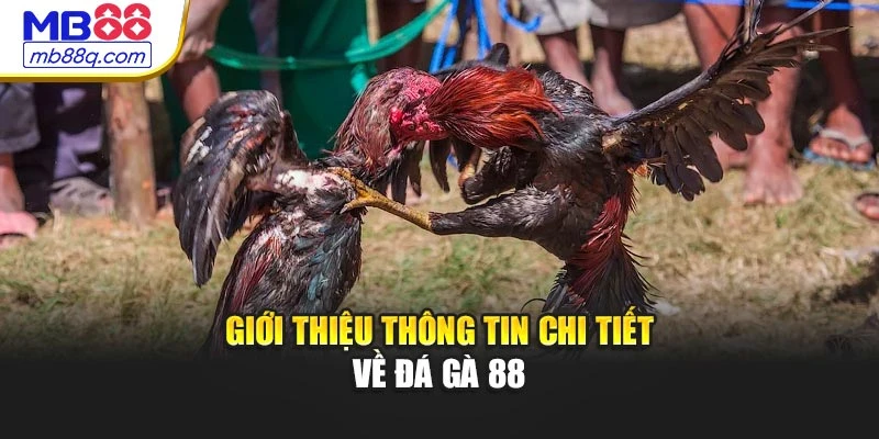 Giới thiệu thông tin chi tiết về đá gà 88