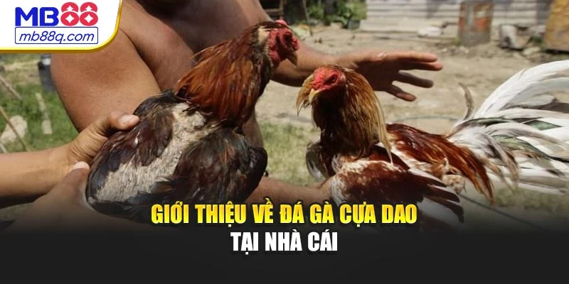 Giới thiệu về đá gà cựa dao tại nhà cái