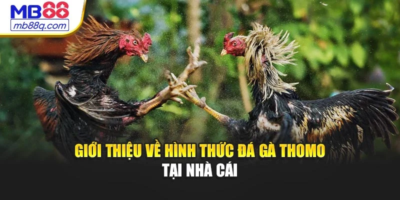 Giới thiệu về hình thức đá gà Thomo tại nhà cái