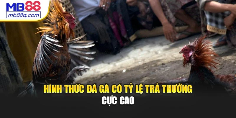 Hình thức đá gà có tỷ lệ trả thưởng cực cao