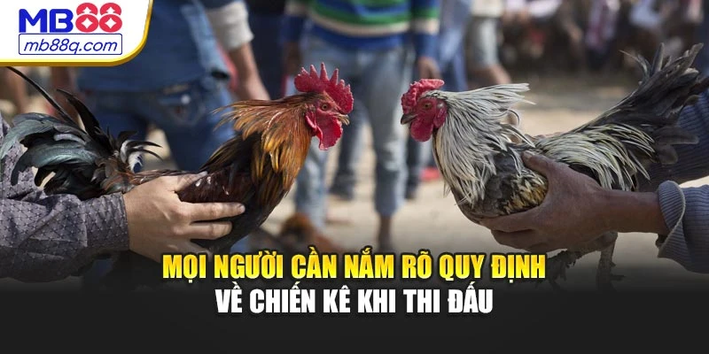 Mọi người cần nắm rõ quy định về chiến kê khi thi đấu