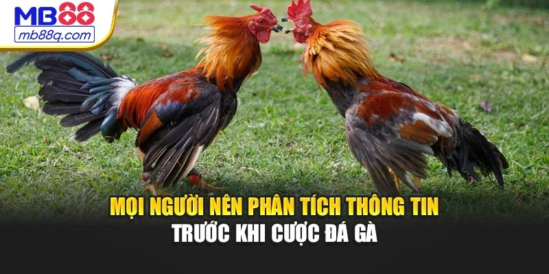 Mọi người nên phân tích thông tin trước khi cược đá gà