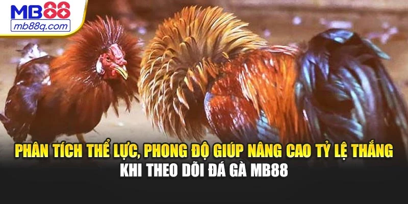 Phân tích thể lực, phong độ giúp nâng cao tỷ lệ thắng khi theo dõi đá gà MB88
