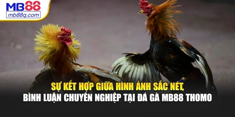 Sự kết hợp giữa hình ảnh sắc nét, bình luận chuyên nghiệp tại đá gà MB88 Thomo