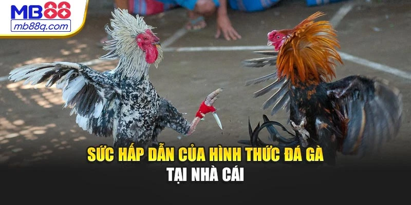 Sức hấp dẫn của hình thức đá gà tại nhà cái