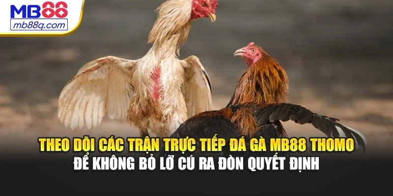 Theo dõi các trận trực tiếp đá gà MB88 Thomo để không bỏ lỡ cú ra đòn quyết định