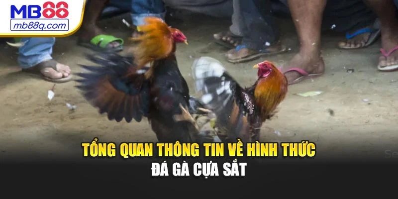 Tổng quan thông tin về hình thức đá gà cựa sắt